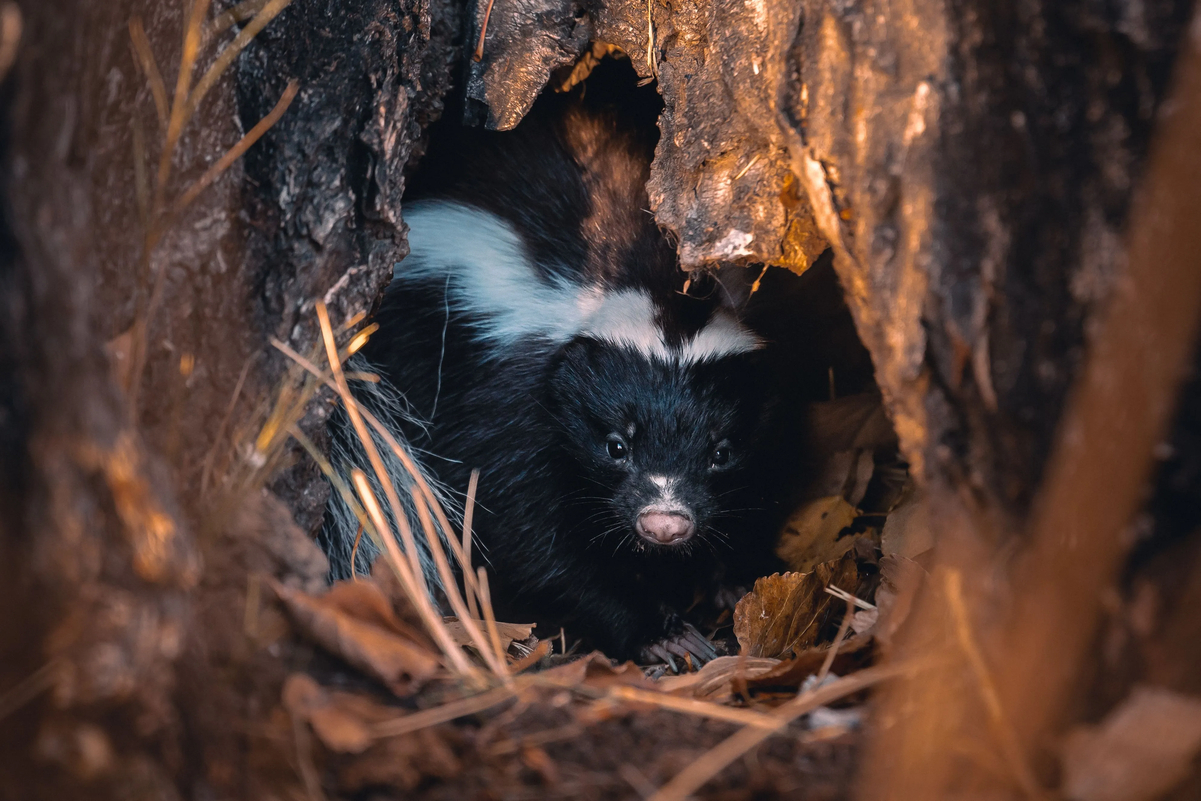 Skunk Removal